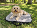 Cama Portátil para Perros Pequeños y Gatos | Plegable y Fácil de Transportar